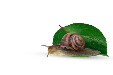 Snail on white. A snail on a leaf.