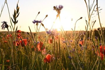 Sommerwiese mit Mohn und Kornblume