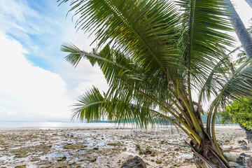 Obraz premium Tropical coconut palm tree on sea beach against blue sky