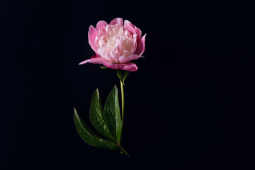 beautiful pink peony flower on a black background. flat lay, copy space, moody floral