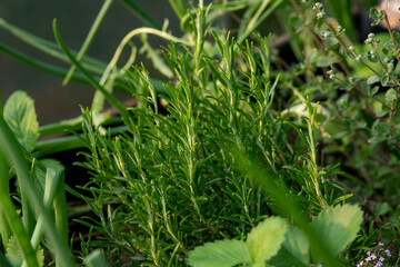 rosenary spice plant in garden