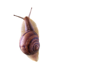 A large snail on a white background is crawling.