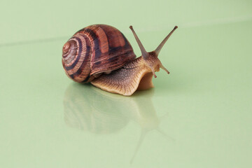 Garden snail isolated on white.