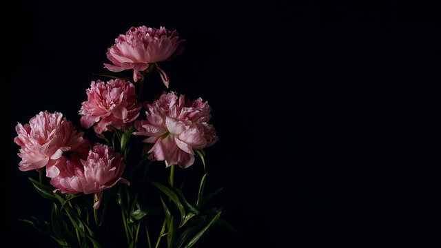 panoramic floral banner. beautiful bouquet of pink peonies on a black background with place for text. minimalistic composition in a dark key. flat lay, moody floral, copy space