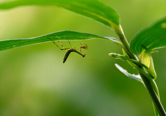 笹の葉の裏で獲物が来るのを待つハラビロカマキリの若齢幼虫1
