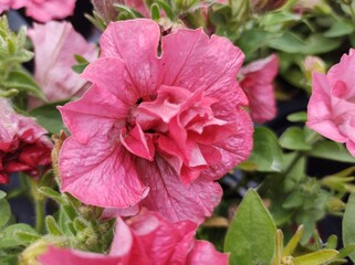 Petunia 'Origami Watermelon'