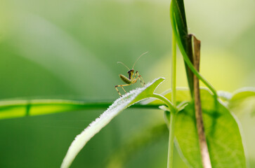 サオトメバナの葉の上に移動してきたハラビロカマキリの若齢幼虫1