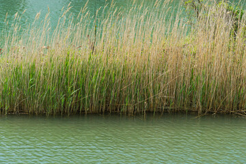 Emerald water of Vulan mountain river with thickets of common reed (Phragmites australis). River flows into Black Sea near village Arkhipo-Osipovka. Elegant background for natural design.