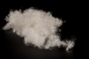 Fluff of poplar trees close-up. Allergy to poplar seeds.