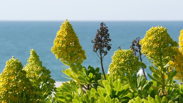 Aeonium arboreum houseleek tree yellow flower, California USA. Irish rose succulent inflorescence. Home gardening, american decorative ornamental houseplant, natural botanical ocean beach atmosphere.