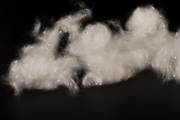 Fluff of poplar trees close-up. Allergy to poplar seeds.