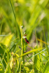Fly orchid flower in a meadow