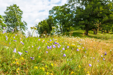 Harebell in a pasture with oak trees