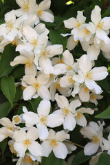 Closeup view of beautiful blooming white jasmine shrub outdoors