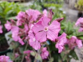 Silene dioica 'Rollie's Favorite'