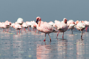Naklejka premium Wild african birds. Group birds of pink flamingos walking around the blue lagoon on a sunny day