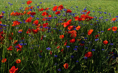Fototapeta premium The red poppy