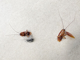 Close-up dead cockroach lay down on the ground.