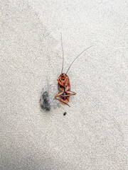 Close-up dead cockroach lay down on the ground.