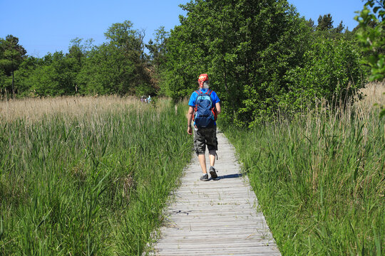 Hiking along a small narrow wooden plank foot path in Western Pomerania Lagoon Area National Park, Darss peninsula - Germany