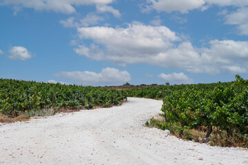 Fototapeta na wymiar White chalk country road between vineyards against the sky with clouds