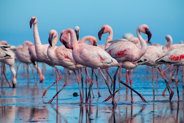 Wild african birds. Group birds of pink flamingos  walking around the blue lagoon on a sunny day