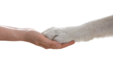 Dog giving paw to woman on white background, closeup - obrazy, fototapety, plakaty