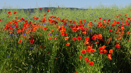 Obraz premium The red poppy