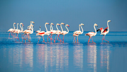 Wild african birds. Group birds of pink flamingos  walking around the blue lagoon on a sunny day