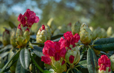 Close-up of pink buds Rhododendron Yakushimanum 'Fantastica'. Big evergreen azalea in Public...