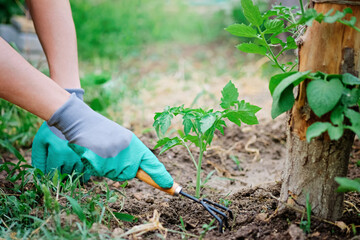 Planting tomatoes close-up care for seedlings. Gardener growing and cultivating sprouts in the greenhouse. Rake and shovel. Row of the plants of vegetables.