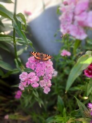 butterfly in flowers
