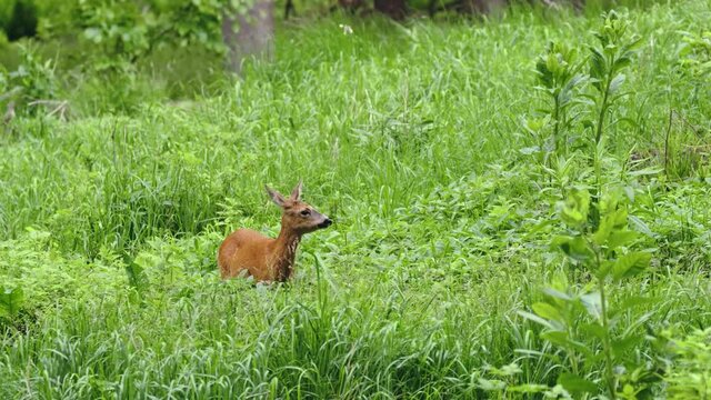 European roe deer (Capreolus capreolus) grazing on plants in a forest meadow