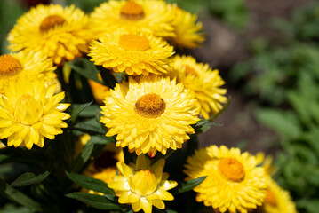 Gelbe Strohblumen