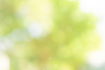 Fototapeta na wymiar Nature bokeh blur abstract background with sunlight and green tree