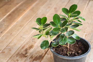 Small ficus annulata tree in plant pot on wooden floor close-up.