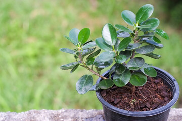 Small ficus annulata tree in plant pot close-up.