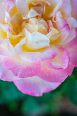 close up of pink rose