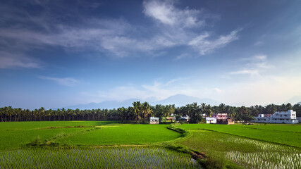 Beautiful landscape growing Paddy rice field with mountain and blue sky background in Nagercoil. Tamil Nadu, South India.