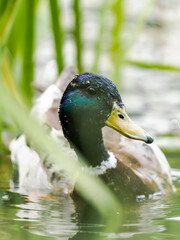 duck in the water,Anas platyrhynchos.