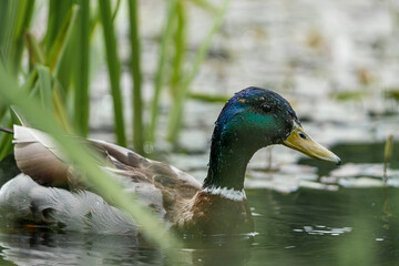 duck in the water,Anas platyrhynchos.