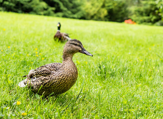 duck on the gras,Anas platyrhynchos.