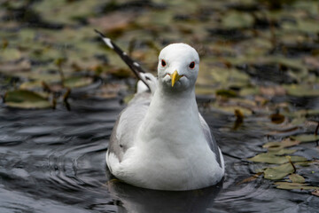 seagull in the water