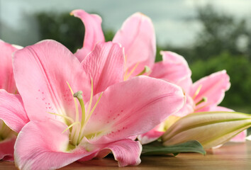 Beautiful pink lily flowers on wooden table, closeup