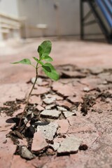    Ocimum tenuiflorum, also known tulsi . This plant is standing with a zeal and managed to grow because our concrete jungles are increasing. But still Mother Earth is so generous to us.