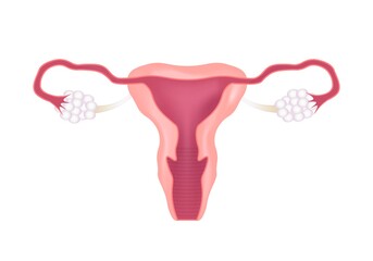 Uterus. Female reproductive system. Genital organs. Human anatomy. Cervix, ovaries, fallopian tubes. Vector illustration.
