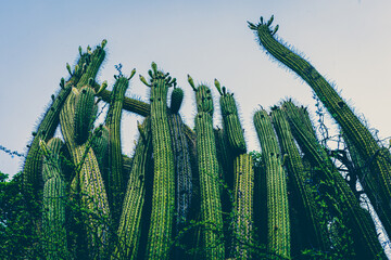 big family cactus