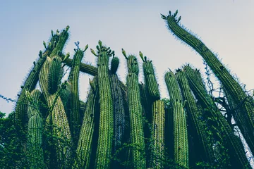 Zelfklevend Fotobehang big family cactus © oscargutzo