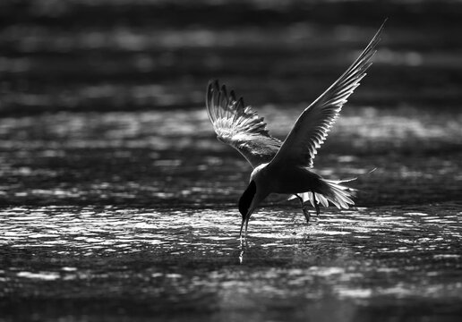 A backlit image of White-cheeked Tern fishing at Tubli bay, Bahrain