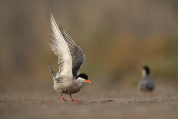 White-cheeked Tern stretching its wings Tubli bay, Bahrain
